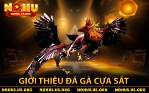 Giới thiệu đá gà cựa sắt 