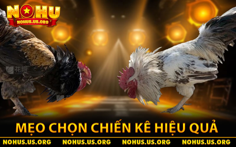 Mẹo chọn chiến kê cựa sắt hiệu quả 